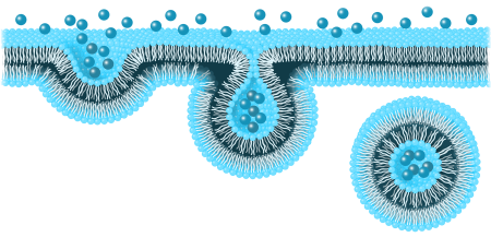 Liposomal - the king of bioavailability