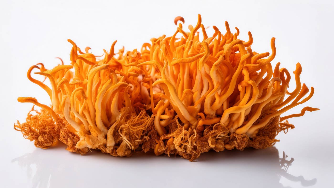 Bright orange Cordyceps militaris mushrooms with long, thin, wavy fruiting bodies displayed on a white background.