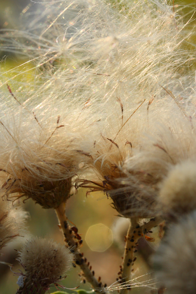 Close-up of fluffy thistle seeds being carried by the wind, illustrating nature's delicate process of seed dispersal of psyllium husk