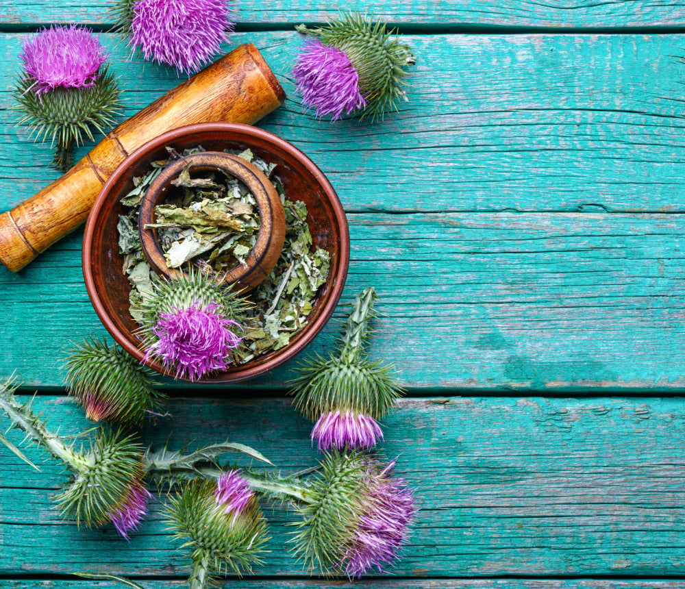 A bowl of dried milk thistle leaves surrounded by fresh purple milk thistle flowers on a rustic turquoise wooden surface, with a wooden pestle nearby